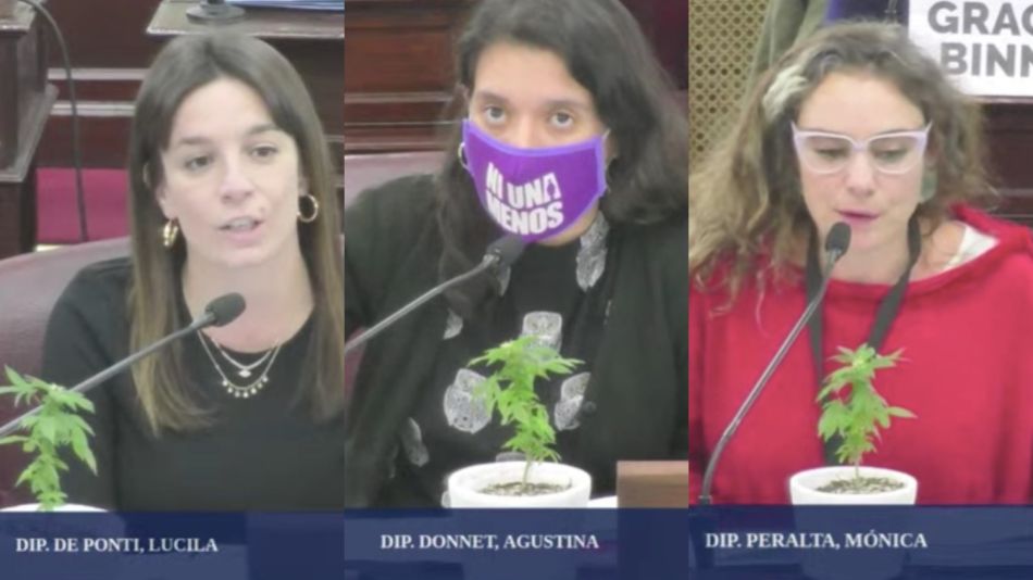 Diputadas santafesinas con cannabis