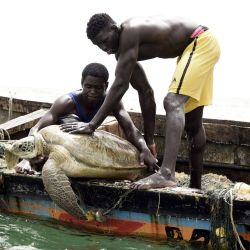 Los pescadores senegaleses volvieron a poner una tortuga marina en el mar después de rescatarla de sus redes de pesca en Joal, Senegal, donde se informa a las personas sobre la importancia de salvar especies en peligro de extinción, que regulan el ecosistema y ayudan a mantener los peces. abundancia. | Foto:Seyllou / AFP
