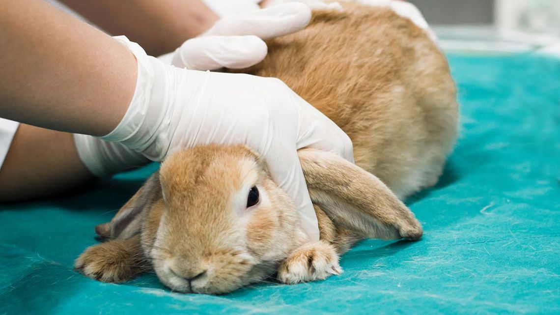 Заболела кролика. Ветеринар с кроликом. Лабораторные кролики.