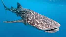 Se estima que el tiburón ballena captado mide unos cinco metros de largo.