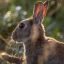 0703_virusconejosyliebres