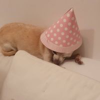 FOTOS | Mirá la increíble decoración que armó Nicole Neumann por el cumple de Sienna
