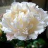 La Phantom Rose, la flor creada para Rolls-Royce.