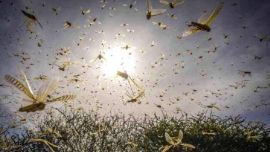 0607_langostas_india