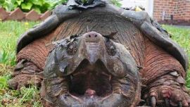 Se cree que el animal fue adoptado como mascota por alguien y que más tarde fue liberado.