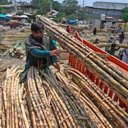 Un trabajador carga la caña de azúcar en un mini camión en el principal mercado de frutas y verduras en Islamabad. | Foto:Aamir Qureshi / AFP