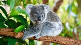 0707_koala