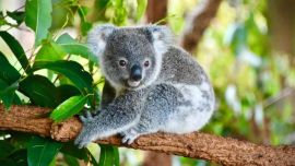 Según el ecologista Oisin Sweeney, en el estado de Nuevas Gales del Sur quedaría una población de koalas de entre 15.000 y 20.000 ejemplares.