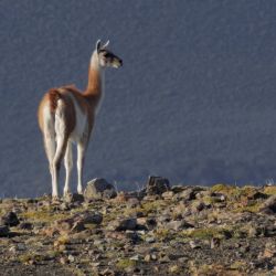 Wild Argentina es el documental de National Geographic que repasa las actividad de las especies autóctonas del país. 