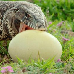 Wild Argentina es el documental de National Geographic que repasa las actividad de las especies autóctonas del país. 