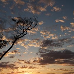 Wild Argentina es el documental de National Geographic que repasa las actividad de las especies autóctonas del país. 