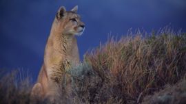 Wild Argentina es el documental de National Geographic que repasa las actividad de las especies autóctonas del país.
