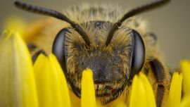 El tamaño de algunos insectos no condice con su altísimo grado de envenenamiento.