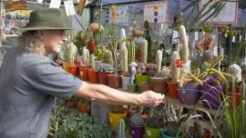 Turismo: descubrimos el lugar donde un rockero argentino le toca música a los cactus