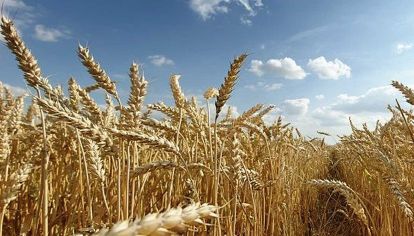 Campo. Será clave para aportar divisas a la recuperación económica.