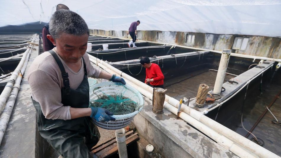 Importación ce Camarones en China 20200710
