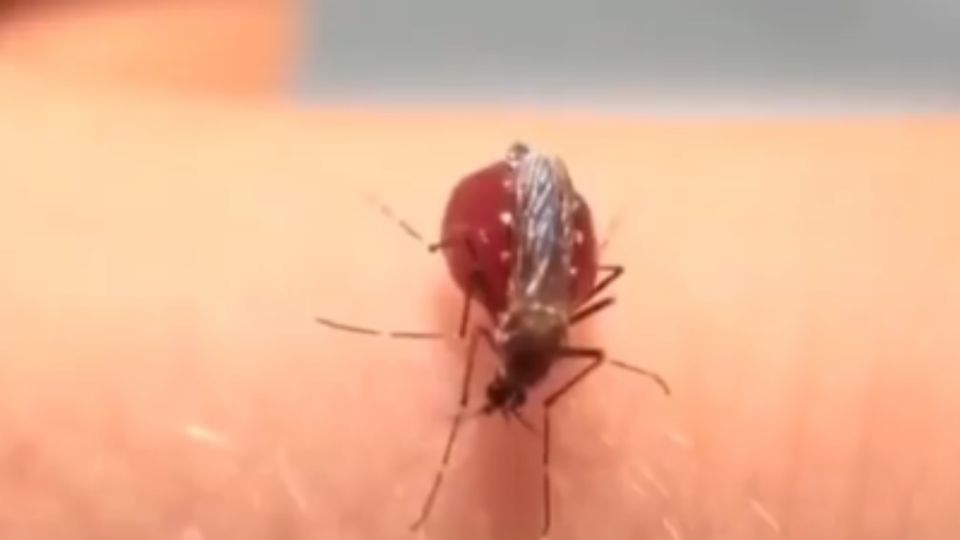 Mosquito explota por chupar tanta sangre