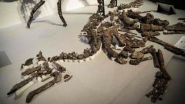 De forma parecida a una iguana, con un hocico afilado como aguja, es el esqueleto fosilizado de una especie de reptil marino talatosaurioque habitaba la costa de lo que hoy es Alaska, en los Estados Unidos, hace unos 200 millones de años.