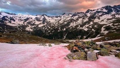 Formada por un alga, acelera el derretimiento de la nieve.