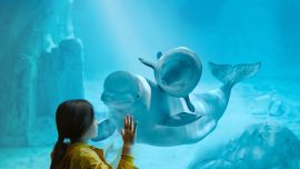 El estudio sugiere que las belugas viven en sociedades complejas.