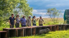 Son dos machos y dos hembras, que fueron trasladados desde Río Cuarto a la provincia de Corrientes, donde tras cumplir una cuarentena en una reserva en cercanías de la capital, pasaron en las últimas horas al corral en el Iberá.
