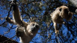 Los desprevidos monos fueron descubiertos in fraganti por un conductor que los filmó con su celular.