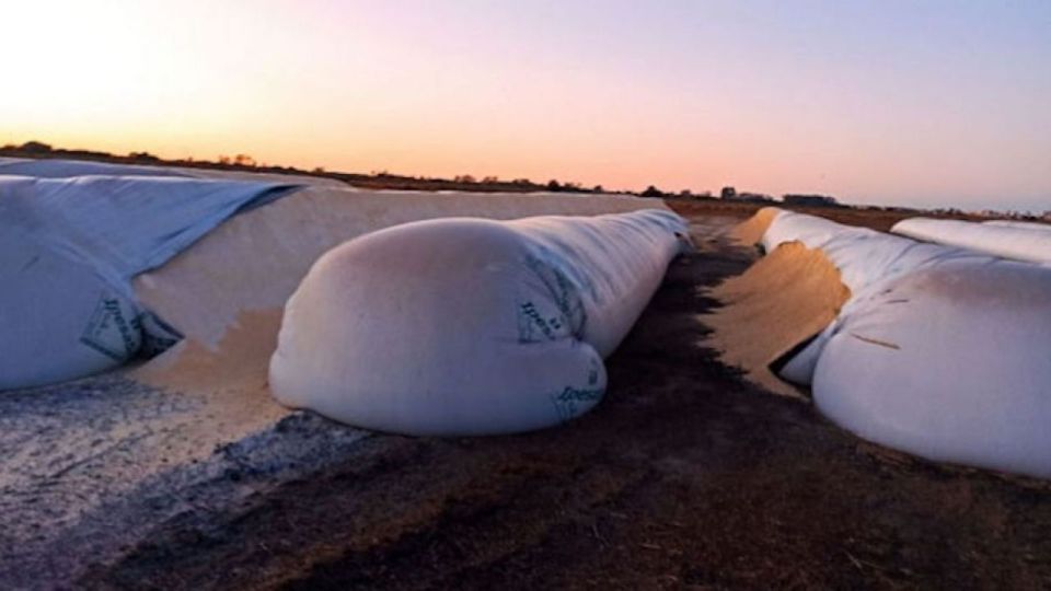 Por ahora se desconoce la causa del 70% de los ataques a silobolsas