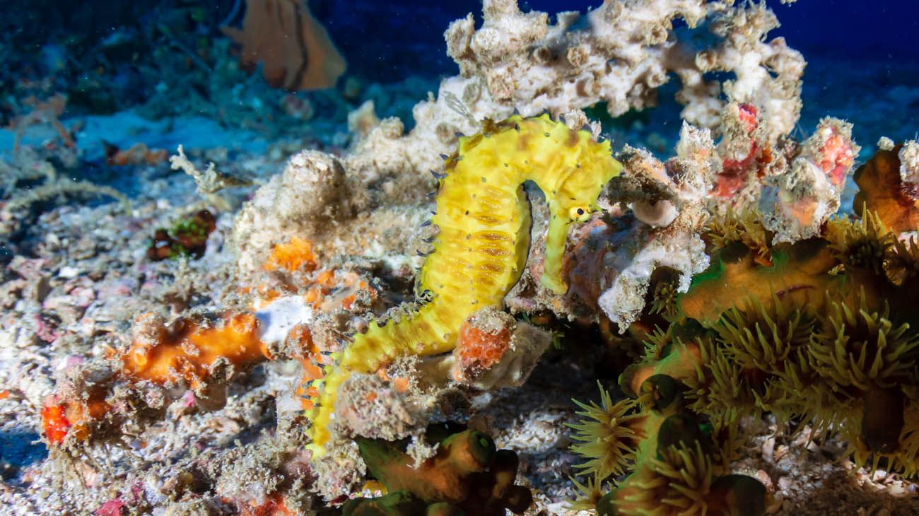 Caballito de mar de Asutralia