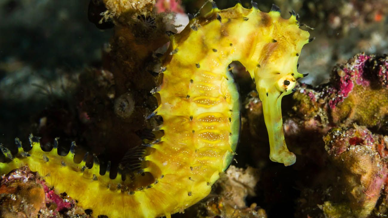 Caballito de mar de Asutralia