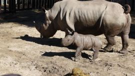 Anastasio nació, tras 504 días de gestación, el pasado 5 de julio.