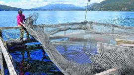 Desde el sector afirman que las ventas al mercado interno de truchas cayeron sensiblemente en estos últimos meses.