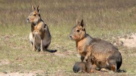 1607_mara_patagonica