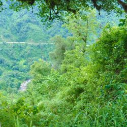 Las yungas australes son una de las formaciones forestales más ricas de Argentina.