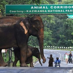 Un elefante salvaje y un ternero cruzan una carretera nacional en la inundación que afectó el Parque Nacional Kaziranga en el estado de Assam, en el noreste de la India. | Foto:AFP