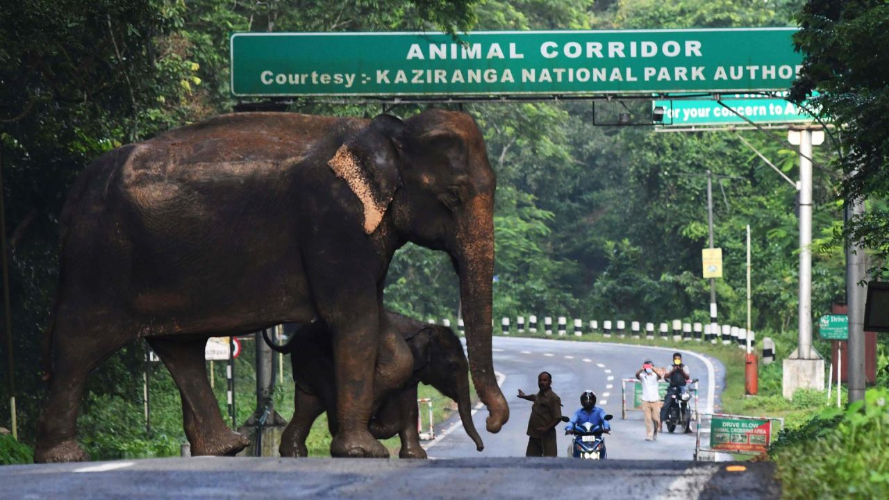 Un elefante salvaje y un ternero cruzan una carretera nacional en la inundación que afectó el Parque Nacional Kaziranga en el estado de Assam, en el noreste de la India. | Foto:AFP