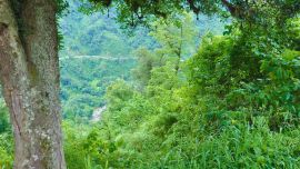 Las yungas australes son una de las formaciones forestales más ricas de Argentina.