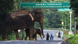 Un elefante salvaje y un ternero cruzan una carretera nacional en la inundación que afectó el Parque Nacional Kaziranga en el estado de Assam, en el noreste de la India.