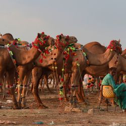 Un vendedor de camellos espera a los clientes en un mercado de camellos para el próximo festival musulmán Eid al-Adha o el 'Festival del sacrificio' en Karachi. | Foto:Asif Hassan / AFP