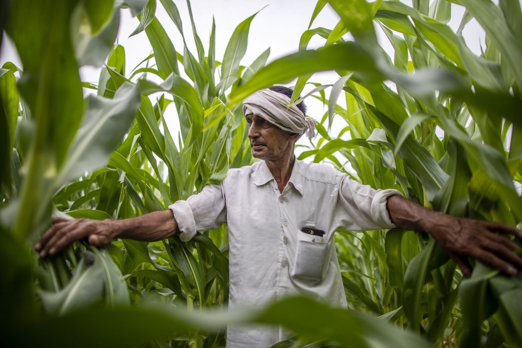 India Crop Diversification-Water Woes Story: Haryana