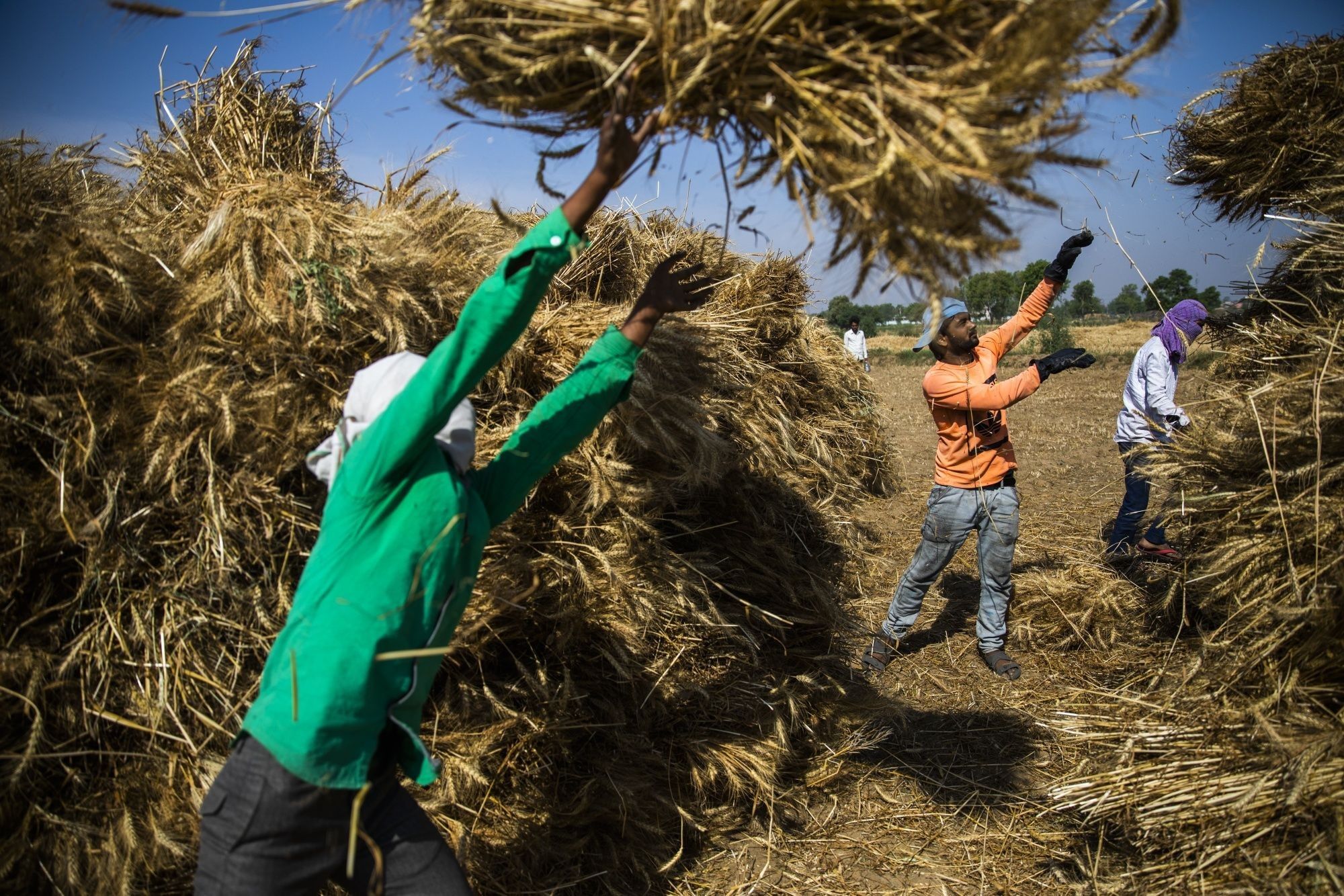 Wheat Harvesting As Farm Sector Likely To Be Lone Bright Spot of India's Economy