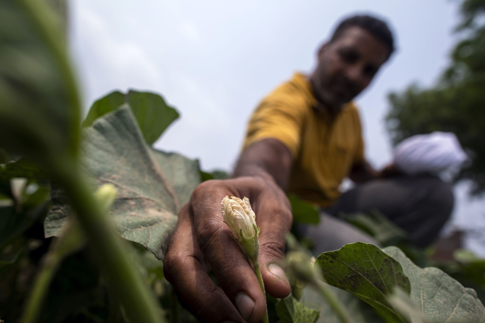 India Crop Diversification-Water Woes Story: Haryana