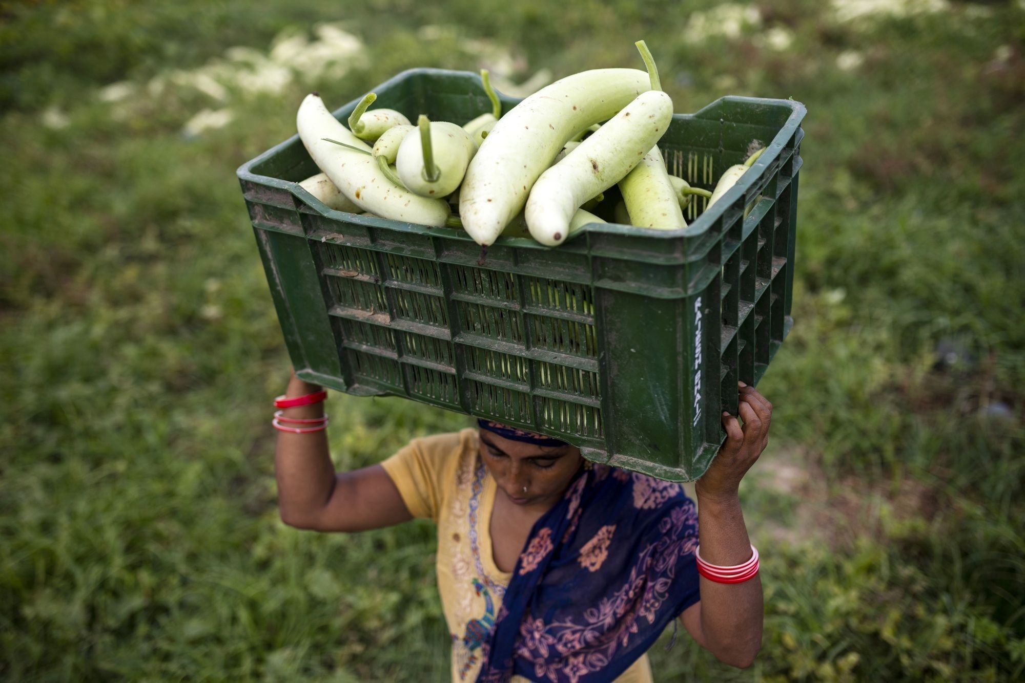 India Crop Diversification-Water Woes Story: Haryana