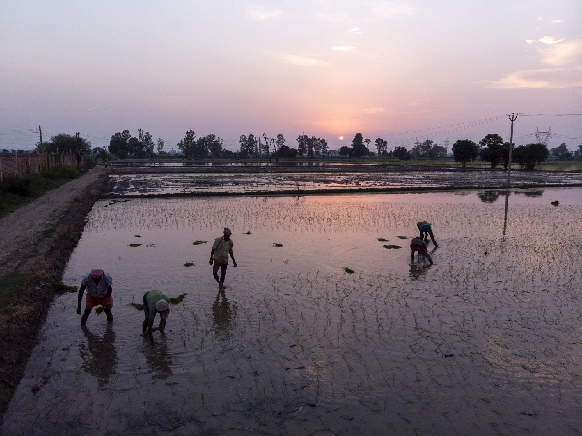 Farming in Rural Haryana as Millions of Workers That Fled India's Cities Don't Want to Return