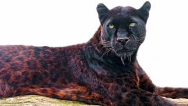 El jaguar negro es un animal difícil de ver.