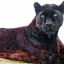 2107_jaguar_negro_iguazu