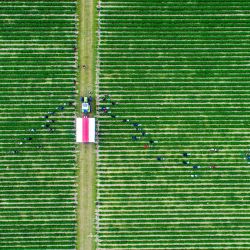 Una foto aérea con un avión no tripulado muestra a los trabajadores de la cosecha recogiendo fresas en un campo cerca del mar Báltico. La temporada de fresas en Mecklemburgo-Pomerania Occidental está llegando a su fin. | Foto:Jens Büttner / DPA