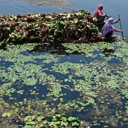 Las mujeres remaron en botes con raíces de loto para el ganado a través de una porción contaminada del lago Dal en Srinagar. | Foto:TAUSEEF MUSTAFA / AFP