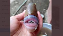 Por más de lo llamativo de las imágenes, la verdad es que no es el primer caso de este tipo que se registra.