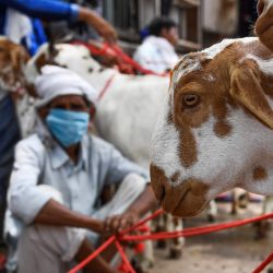 Un vendedor de ganado espera a que los clientes vendan cabras antes del festival Eid-al-Adha de Muslim en los barrios antiguos de Nueva Delhi. - Los musulmanes de todo el mundo sacrifican animales para celebrar el Eid al-Adha o Fiesta del Sacrificio. | Foto:Sajjad Hussain / AFP