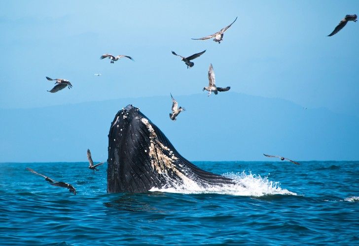 La propagación de especies exóticas en Patagonia Azul está bajo estudio |  Perfil